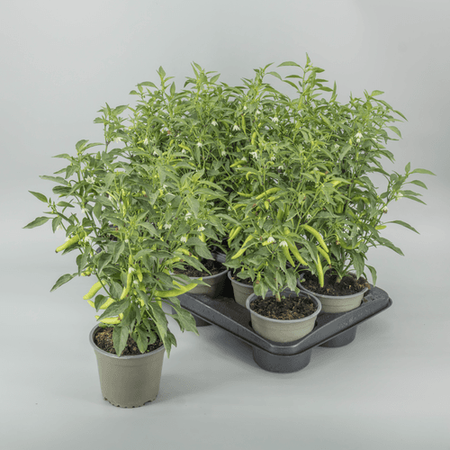 Planta de malagueta (Capsicum annuum) em vaso, Planta de 30 cm de altura, conjunto de 10 unidades