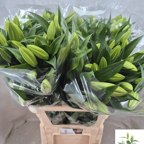 Ramo de 10 o 20 Lilium oriental blanco Tisento (azucena), Flor fresca de 90 cm de largo, 20 tallos
