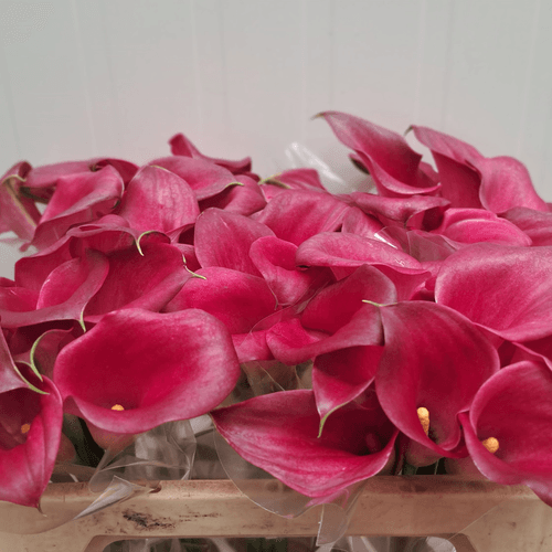 Ramo de 10 Calas (Zantedeschia) Granates Happy Art, Flor fresca de 50 cm de largo, 10 tallos