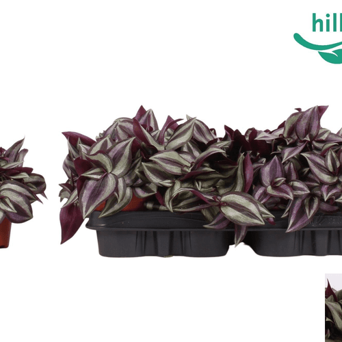 Tradescantia Violet Hill