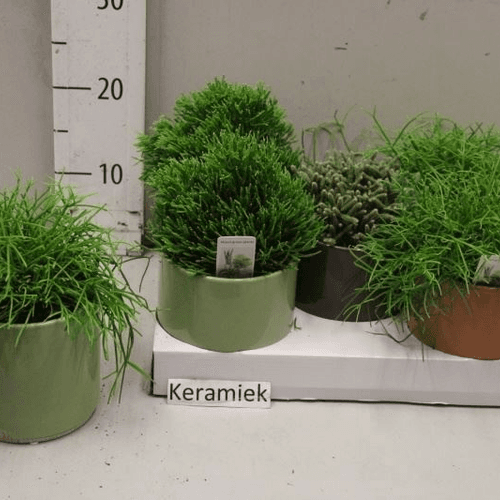 Rhipsalis Colgante en Cerámica (Cactus Muérdago), Planta de 25 cm de alto, pack de 5 uds