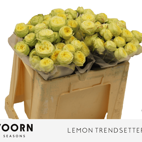 Bouquet de 3 roses branchues jaunes Lemon Trendsetter, Fleur fraîche de 50 cm de long, 10 tiges