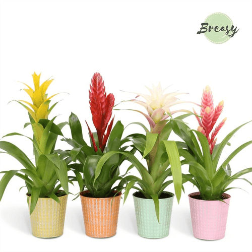 Bromelia surtida en cerámica (Orlando), Planta de 45 cm de alto, pack de 6 uds