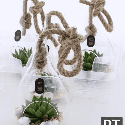 Terrarium suspendu de plantes succulentes en verre, Plante de 25 cm de haut, lot de 4 unités