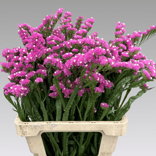 Ramo de 3 Statice Cor-de-rosa Crystal Pink, Flor fresca de 65 cm de comprimento, 25 hastes