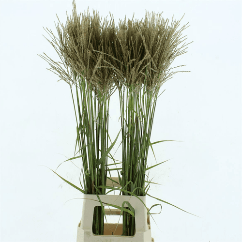 Caixa de 60 Miscanthus Gracillimus (eulalia fina)