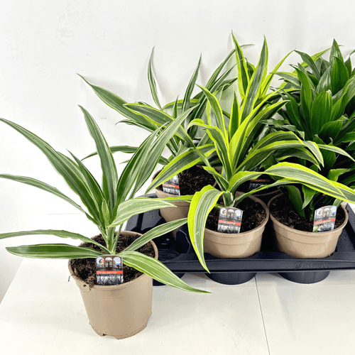 Dracaena Assortida 60 cm (Planta d'interior fàcil)