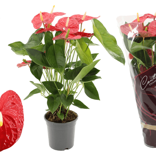 Anthurium Jambo Rojo en Maceta, Planta de 55 cm de alto
