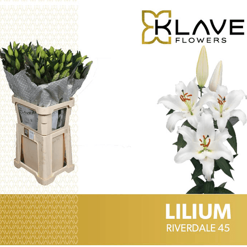 Ramo de 3 Lírios Orientais Brancos Riverdale, Flor fresca de 95 cm de comprimento, 10 hastes
