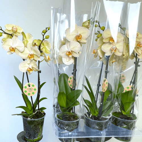 Orchidée Phalaenopsis jaune 'Jive', Plante de 65 cm de haut