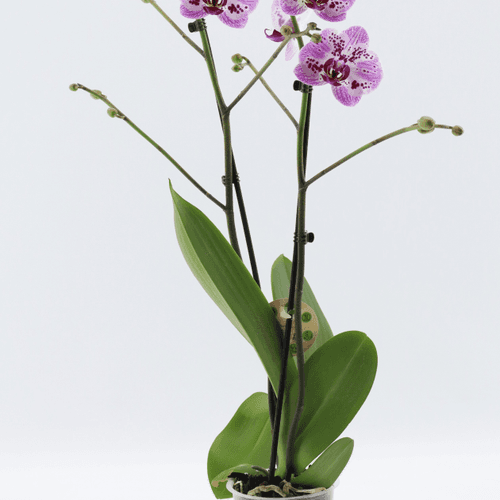 Orchidée Phalaenopsis rose 'Strawberry Fields'