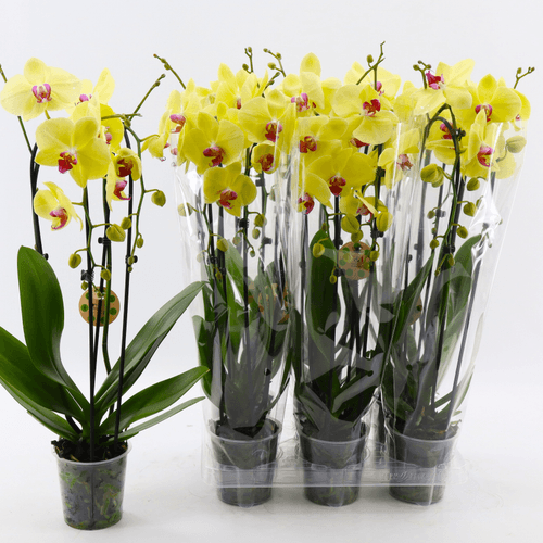 Orquídea Phalaenopsis Cascada Golden Cheetah Amarilla, Planta de 50 cm de alto
