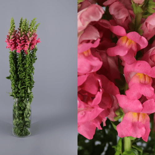 Ramo de 3 Bocas-de-Lobo Fúcsia (Antirrhinum) 70 cm, Flor fresca de 70 cm de comprimento, 10 hastes