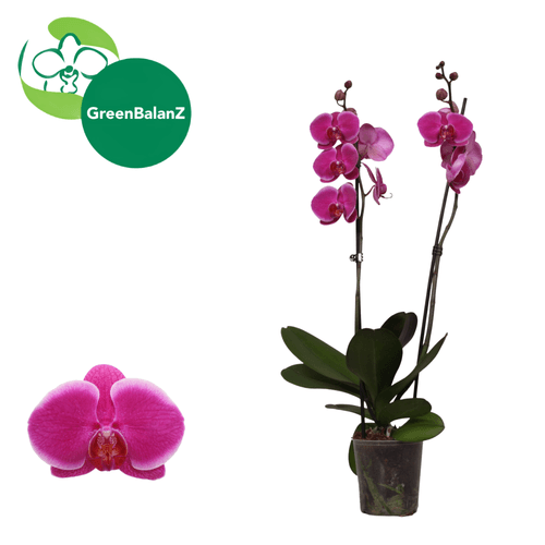 Orquídea Phalaenopsis Durban Fucsia (Dos Varas), Planta de 55 cm de alto