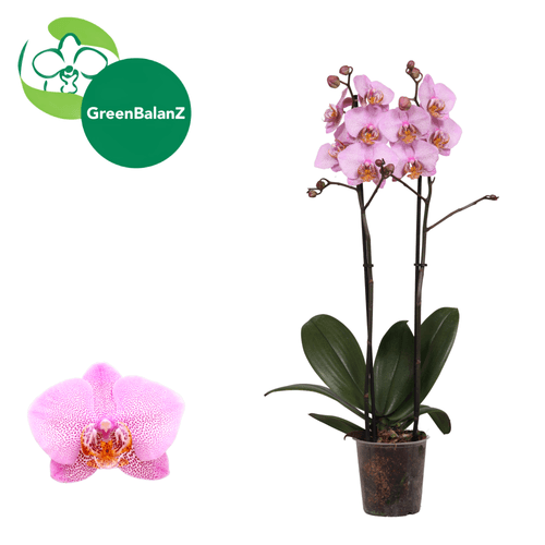 Orquídea Phalaenopsis Manhattan Rosa (65 cm, Dos Varas), Planta de 65 cm de alto