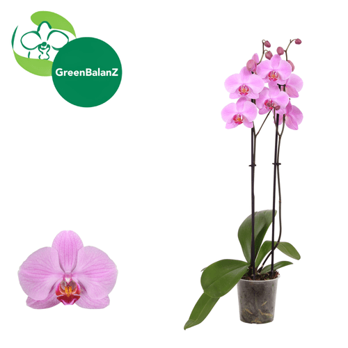 Orquídea Phalaenopsis Pittsburgh Rosa (Dos Varas), Planta de 55 cm de alto