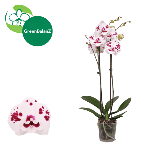 Orquídea Phalaenopsis Sparkling Kizz Fucsia y Blanca, Planta de 65 cm de alto