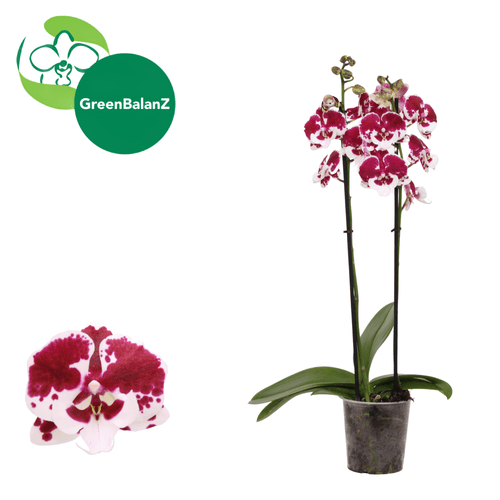 Orquídea Phalaenopsis Untold Stories Fucsia y Blanca, Planta de 65 cm de alto