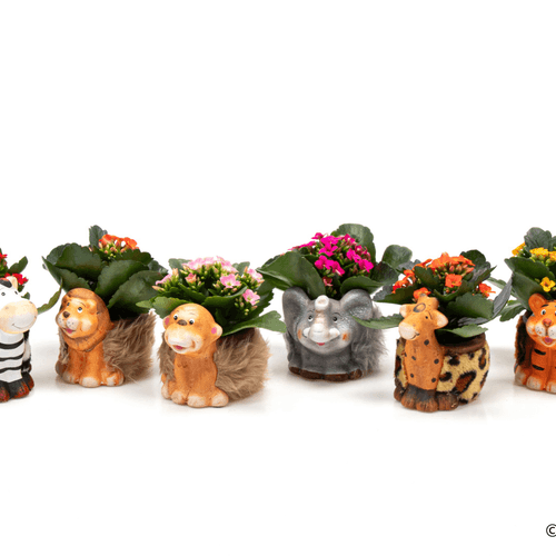 Composição de calanchoes em cerâmica (motivo savana), Planta de 15 cm de altura, conjunto de 12 unidades