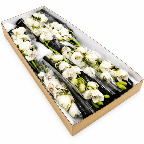 Orquídea Cymbidium White Branca, Flor fresca de 70 cm de comprimento