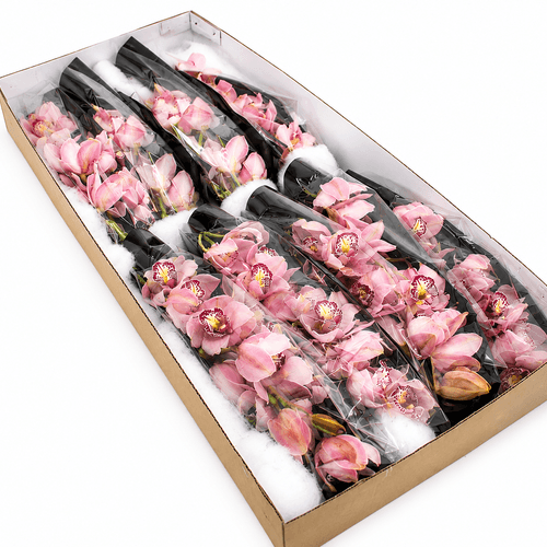 Orquídea Cymbidium Rosa-Claro de Vara Alta (70 cm), Flor fresca de 70 cm de comprimento
