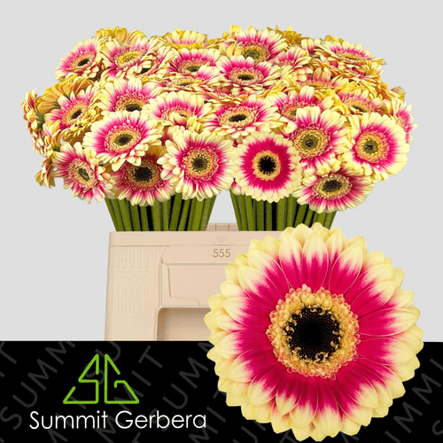 Ramo de 20 gerberas mini Volcano fucsia y amarillo, Flor fresca de 50 cm de longo, 20 talos