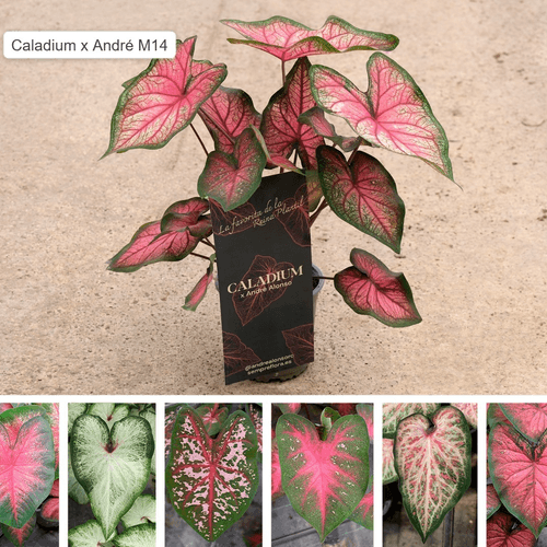 Caladium André Alonso (Orella de Elefante), Planta de 40 cm de alto, lote de 8 unidades