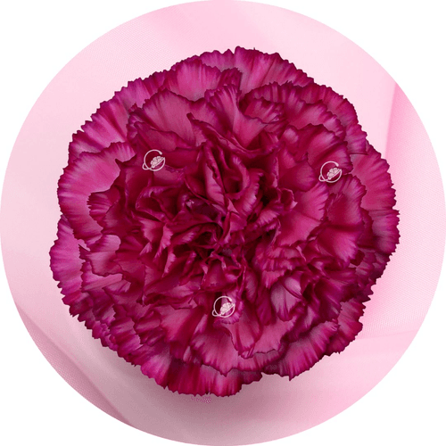 Clavell fúcsia Ticuna, Flor fresca de 50 cm de llarg, ram de 25 tiges Geoflora