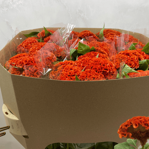 Ramo de 5 Celosias Naranjas (Cresta de Gallo), Flor fresca de 70 cm de largo, 5 tallos