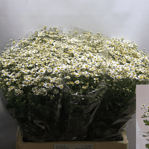 Bouquet de 25 tiges de Matricaire Cameron (Tanacetum), Fleur fraîche de 50-55 cm de long, 25-50 tiges