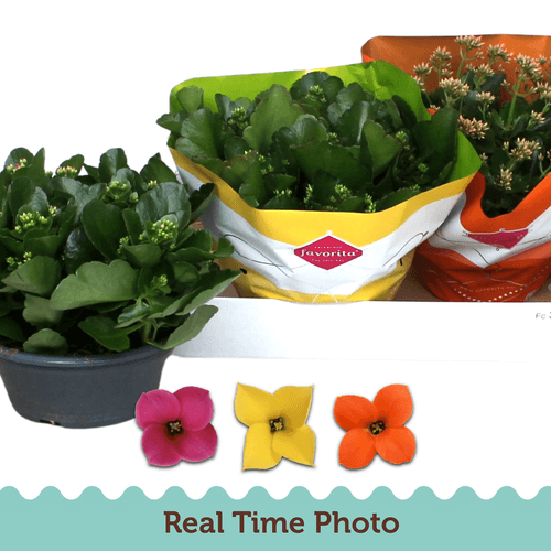 Calanchoe dobrado Favorita (Calandiva), cores variadas, Planta de 25 cm de altura, conjunto de 3 unidades
