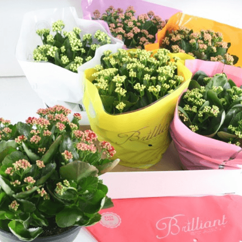 Calanchoe dobrado (Calandiva), 6 cores, Planta de 27 cm de altura, conjunto de 3 unidades