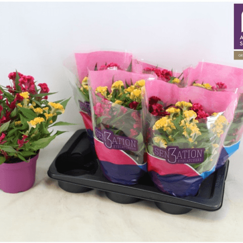 Celosia Argentea 'Hot Topic' (cresta de gallo), colores variados, Planta de 38 cm de alto, pack de 6 uds