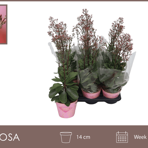 Calanchoe 'Wild Flowers' roxo, Planta de 50 cm de altura, conjunto de 6 unidades