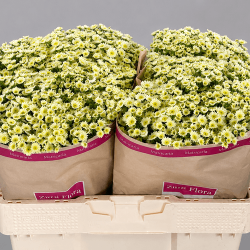 Bouquet de 25 tiges de Matricaire Orinoco (Tanacetum), Fleur fraîche de 55 cm de long, 25 tiges