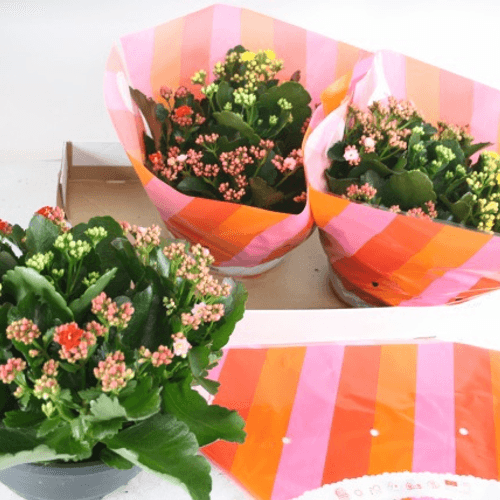 Calanchoe dobrado (Calandiva) em vaso, cores variadas, Planta de 27 cm de altura