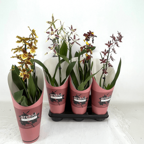 Orchidée Cambria mix 3 couleurs, Plante de 55 cm de haut, lot de 6 unités