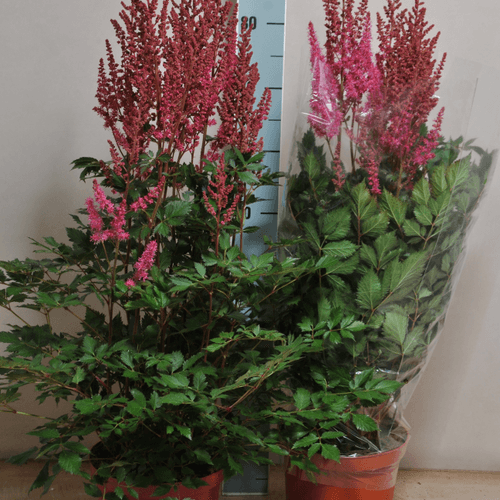 Astilbe rouge (barbe de bouc)