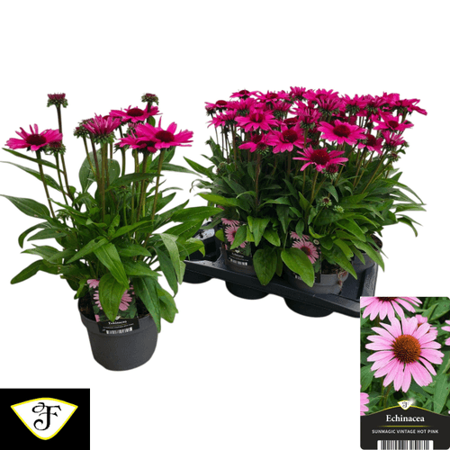 Equinácea purpúrea Sunmagic Vintage Hot Pink (Echinacea), Planta de 45 cm de alto, pack de 6 uds
