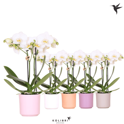 Orquídea Phalaenopsis Blanca en Cerámica, Planta de 40 cm de alto, pack de 8 uds