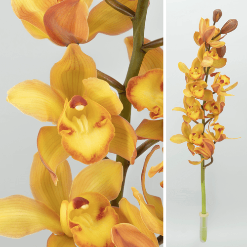 Haste de orquídea Cymbidium Joyce amarela, 80 cm, Flor fresca de 80 cm de comprimento