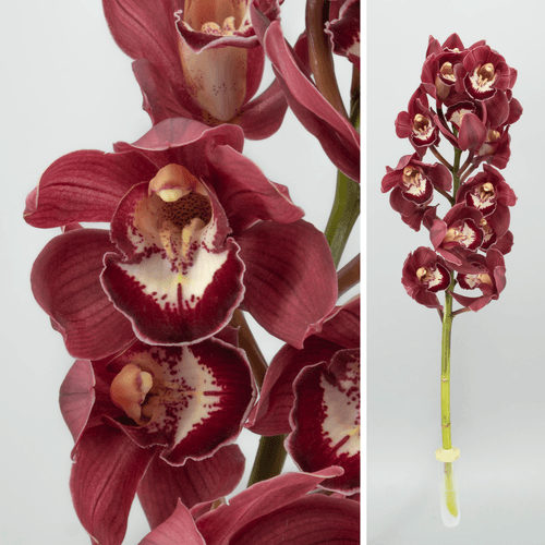 Orquídea Cymbidium cor de vinho Darling Dark Berry, 80 cm, Flor fresca de 80 cm de comprimento