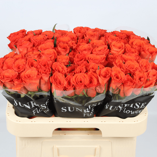 Ram de 10 roses taronges Garfield 60 cm, Flor fresca de 60 cm de llarg, 10 tiges