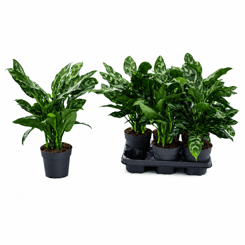 Aglaonema Maria 45 cm, Planta de 45 cm de alto, lote de 6 unidades