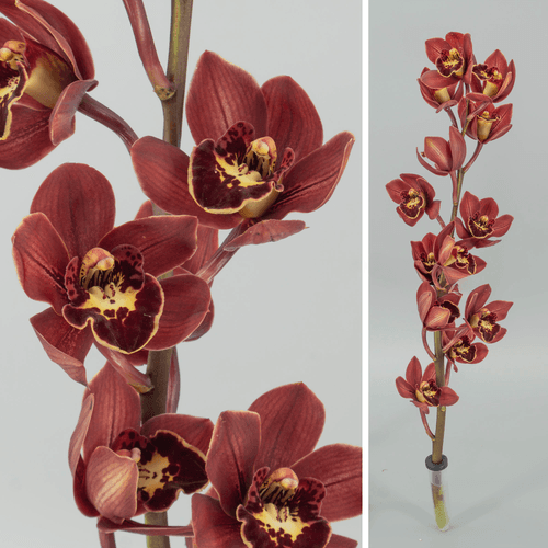 Haste de orquídea Cymbidium cor de vinho Senna Feline, 60 cm, Flor fresca de 60 cm de comprimento