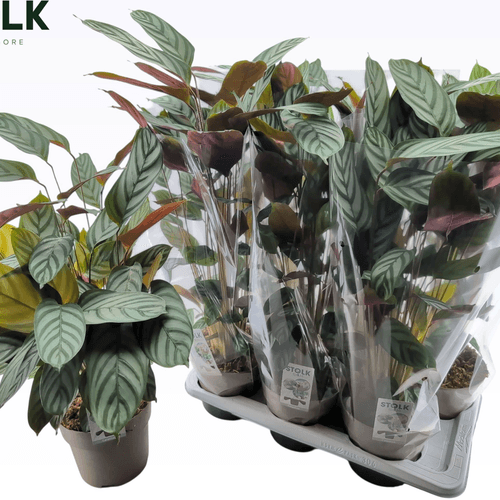 Ctenanthe setosa 'Compactstar' (planta nunca jamás) - pack de 6 plantas de 65 cm