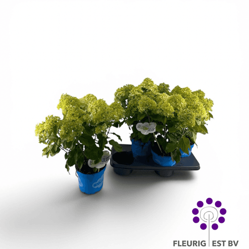 Hortensia Paniculata Bloomulus Stratix en Maceta, pack de 3