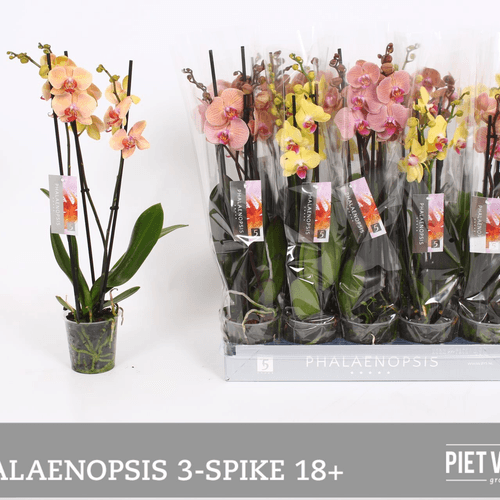 Orquídea Phalaenopsis Naranja de 3 Varas (pack de 10 plantas, 55 cm)