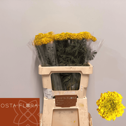 Caja de 50 Tagetes Amarillos Coco 60 cm (Clavelón de la India)