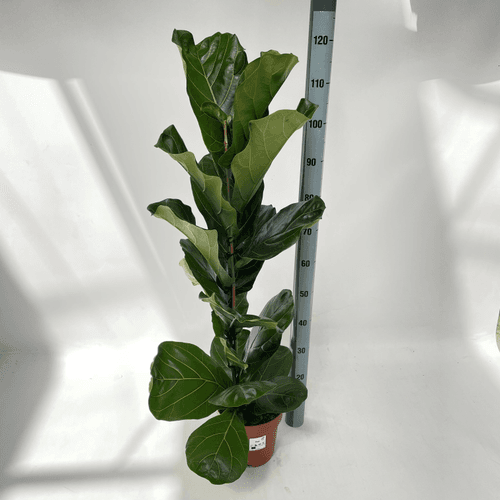 Ficus lyrata 130 cm (higuera de hoja de violín)